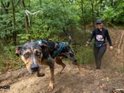 Kemény kutyások és kutyák Piliscséven